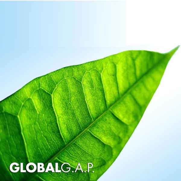 WHAT IS GLOBAL G.A.P CERTIFICATE?