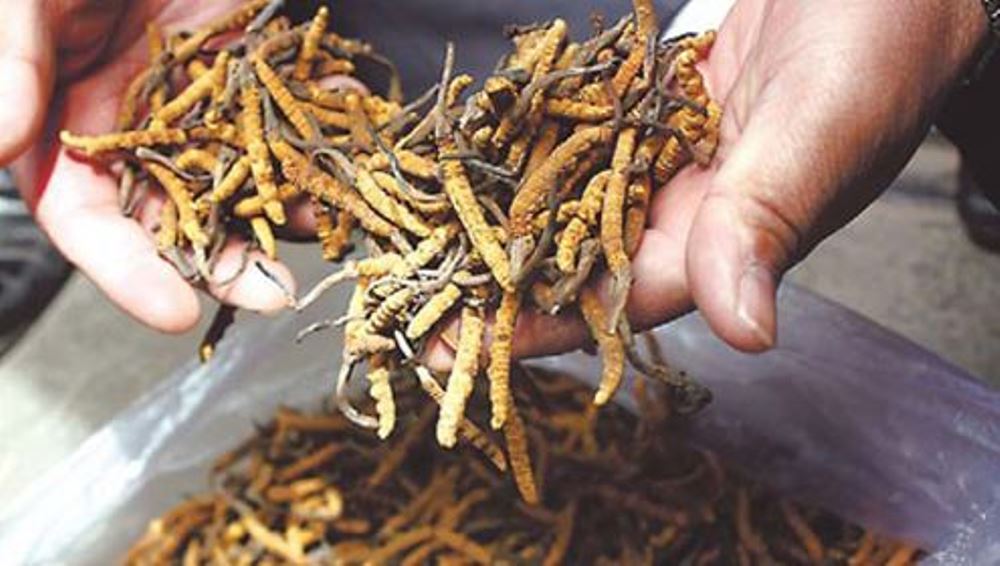 ĐÔNG TRÙNG HẠ THẢO: “THẢO DƯỢC” HAY “TRÒ LỪA THẾ KỈ”?