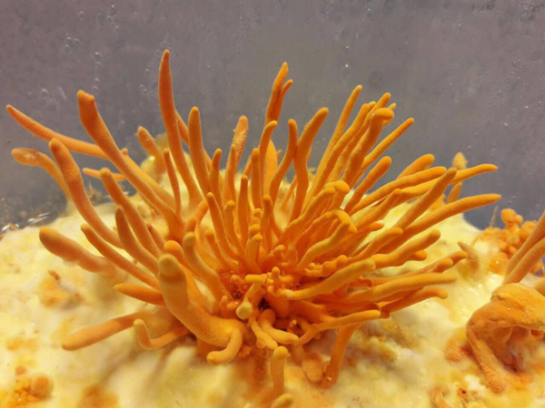 Tên gọi "Đông trùng hạ thảo" có đang bị lạm dùng?