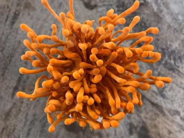 Đông trùng hạ thảo và tương tác – hấp thu